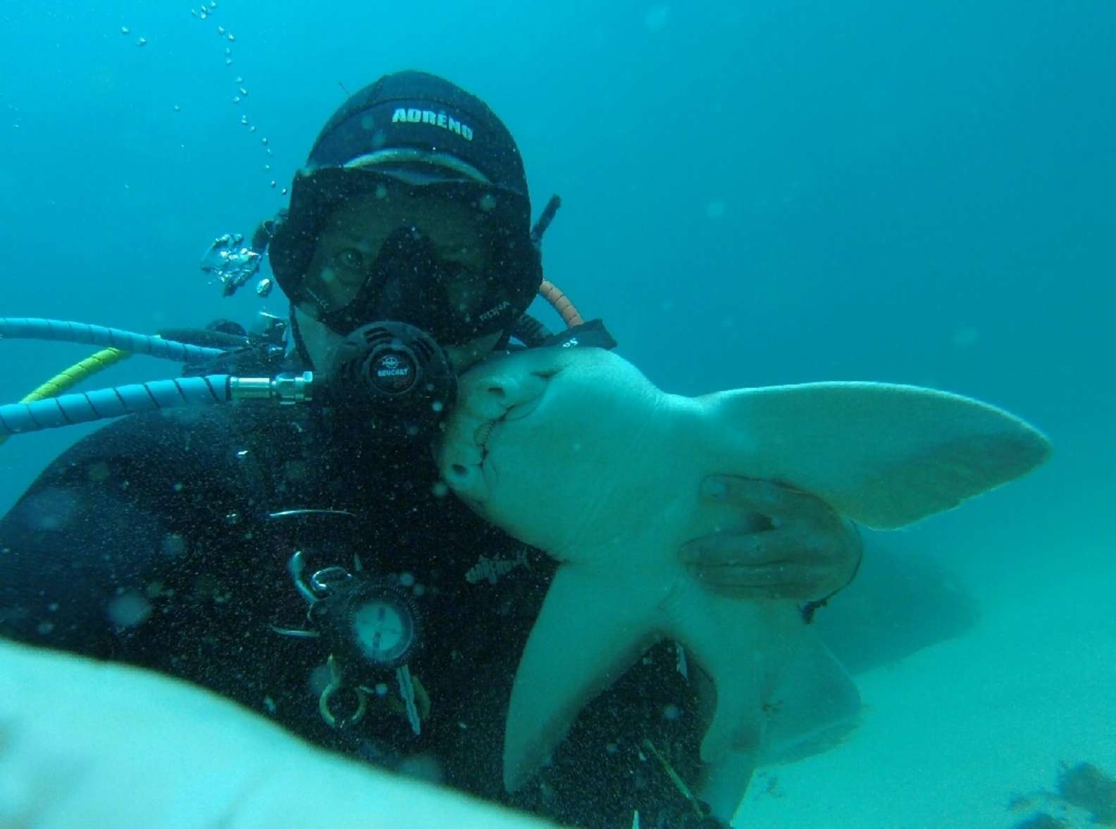 Ce plongeur australien fait des câlins à des requins (vidéo)
