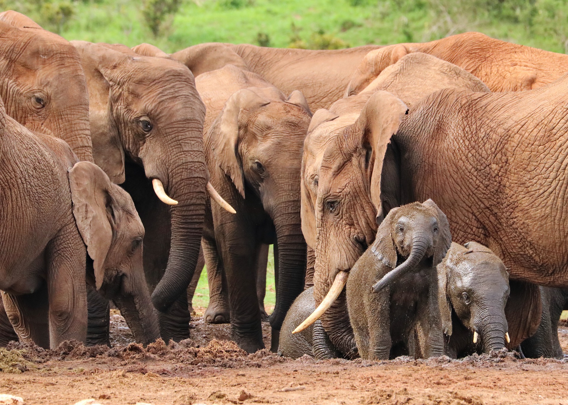 Botswana : mauvaises saisons pour les éléphants