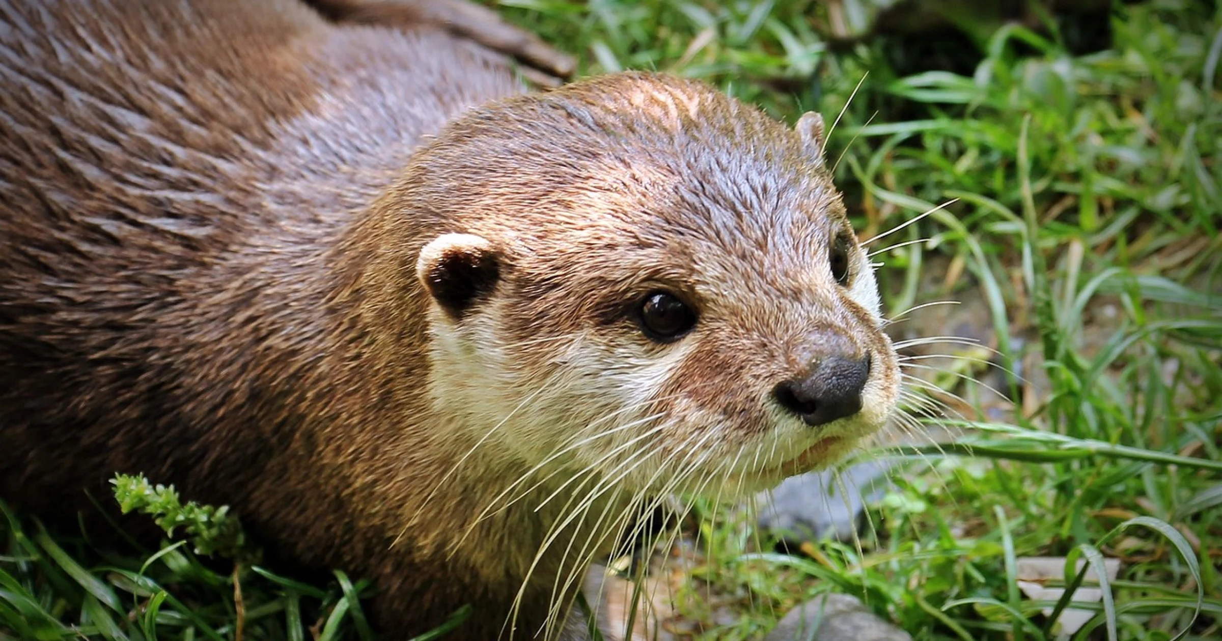 Splash, la loutre détective qui sauve des vies humaines