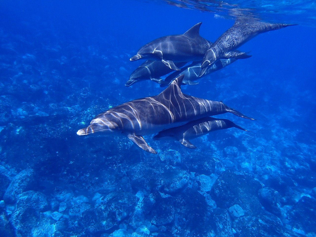 Les Russes utilisent des dauphins pour faire la guerre en Ukraine