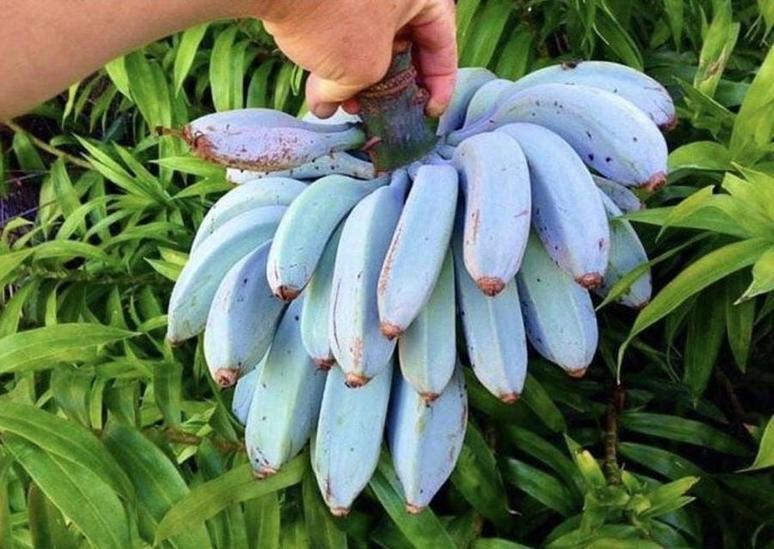 Blue Java : connaissez-vous les bananes bleues ?