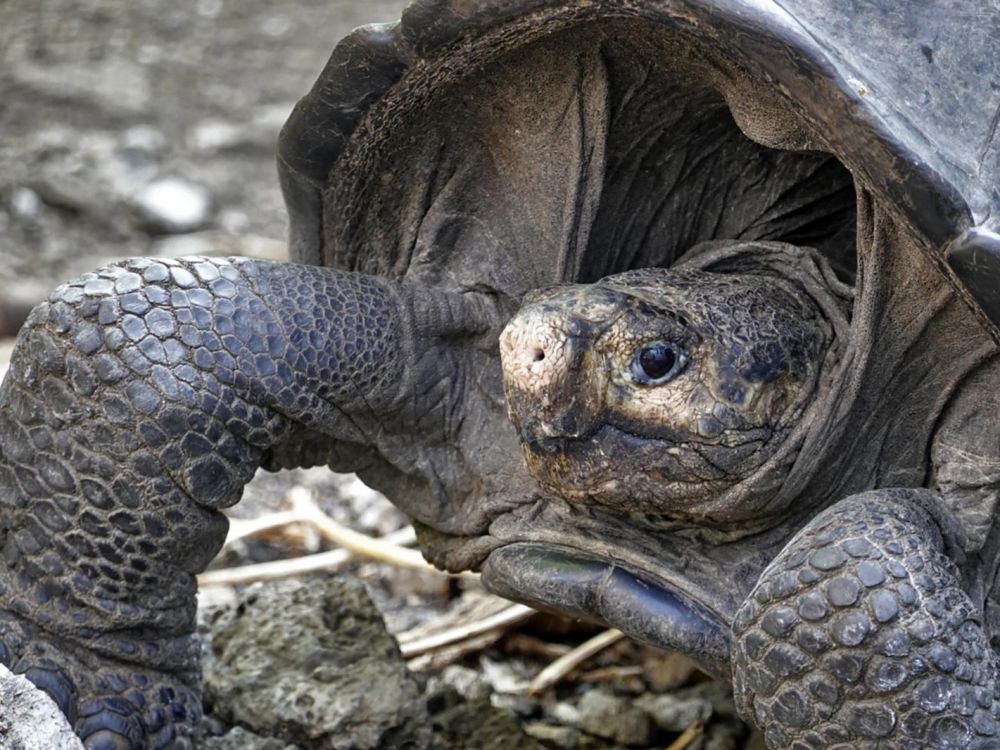 Une espèce de tortue réapparait après 100 ans de disparition