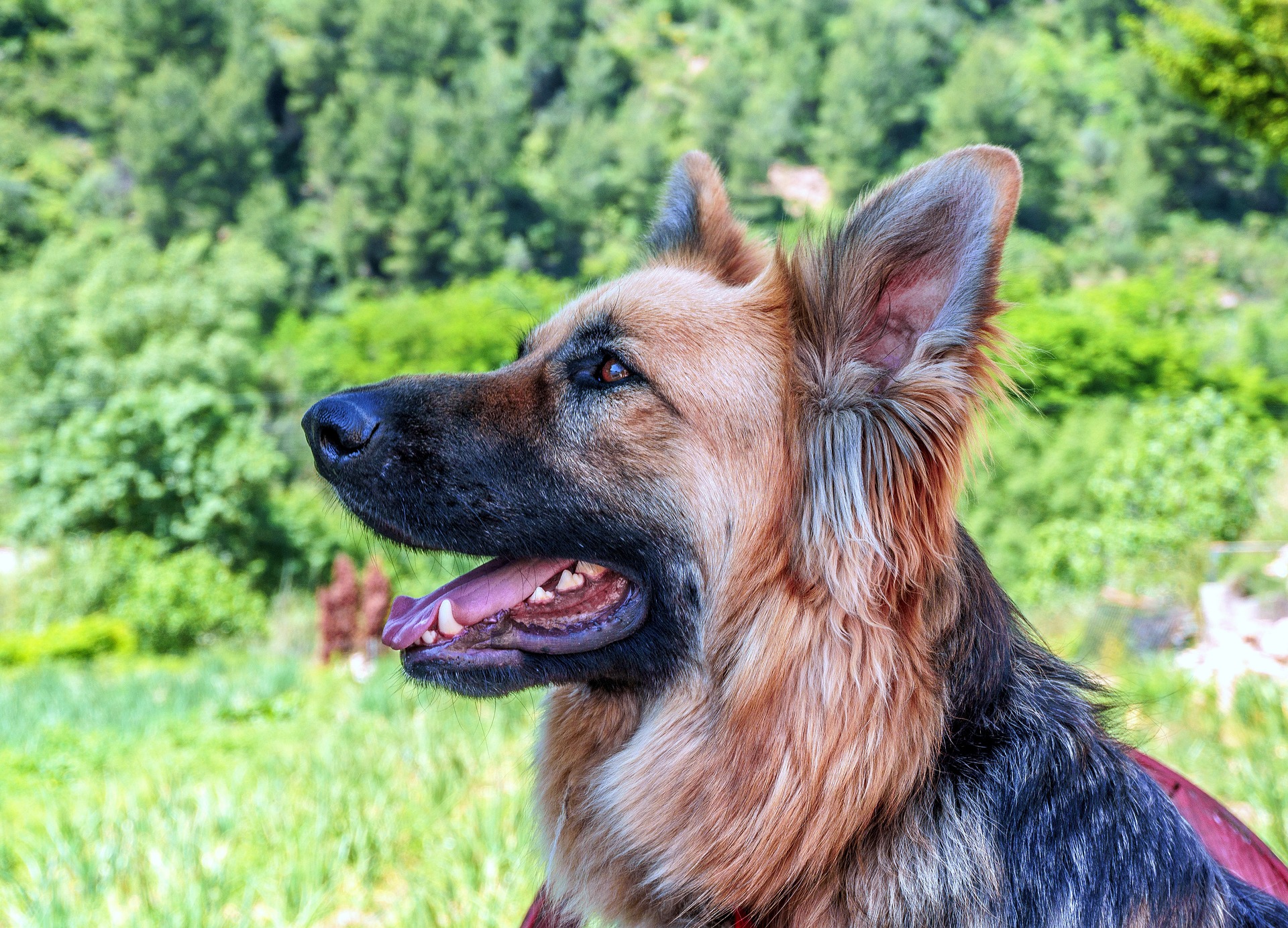 Major, le chien présidentiel américain retourne à l'école